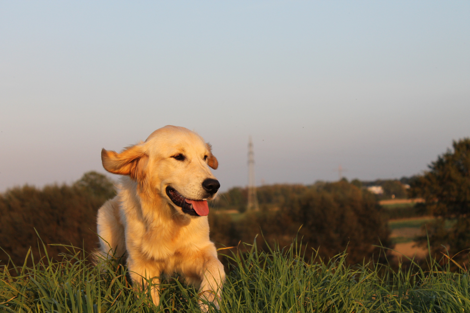 Vega - Golden Retriever