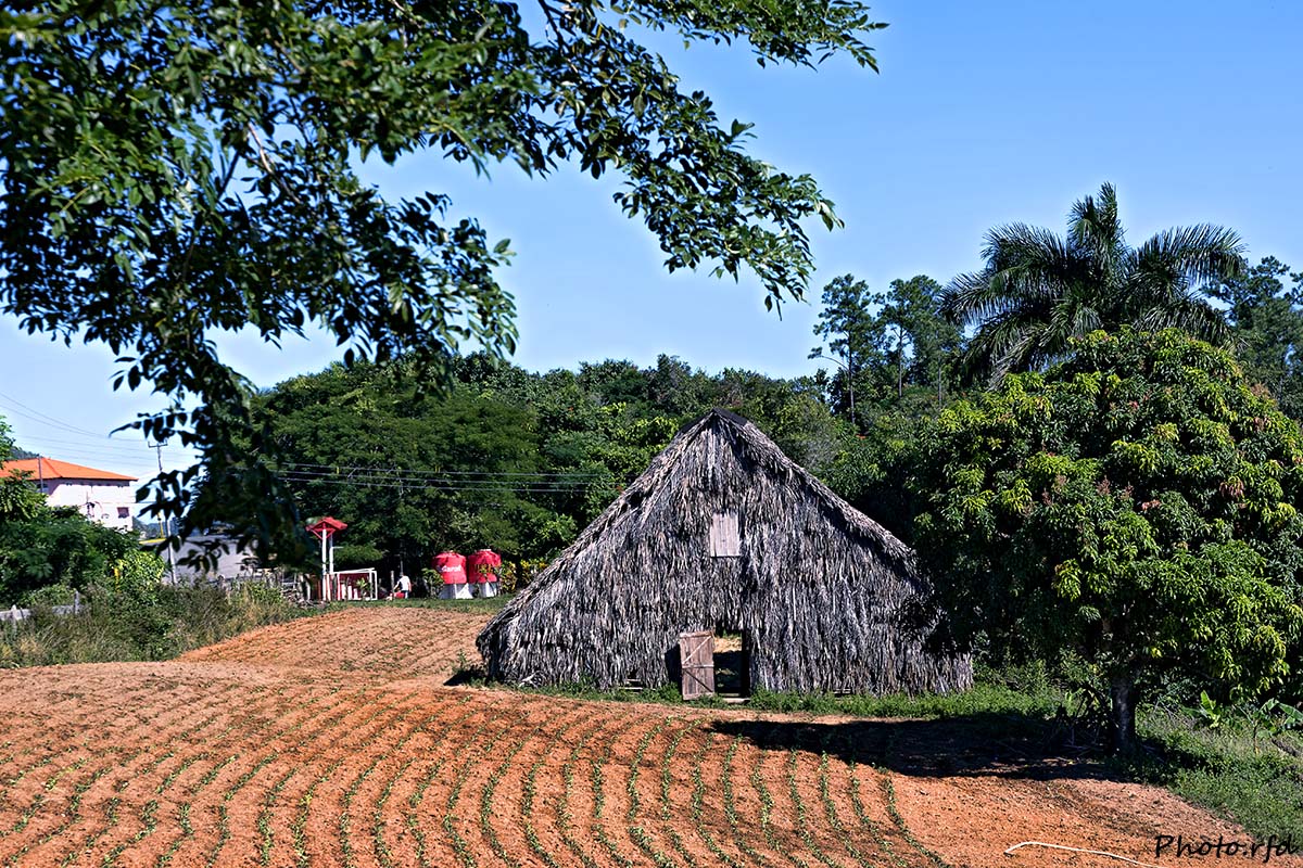 Vega y casa de curar tabaco