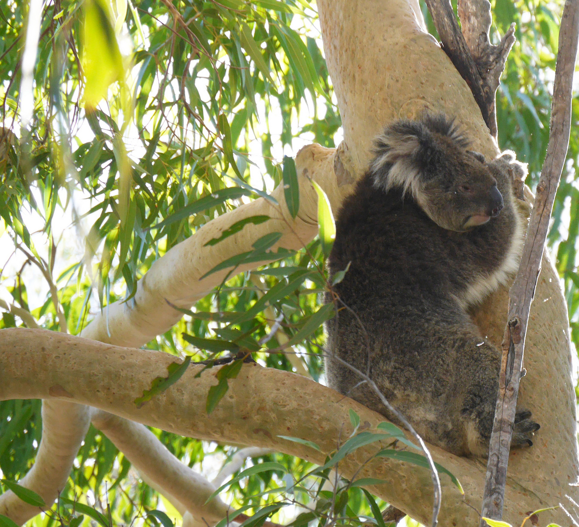 Vegan Treehugger 