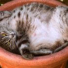 vegane Katzenzucht: 3mal täglich gießen