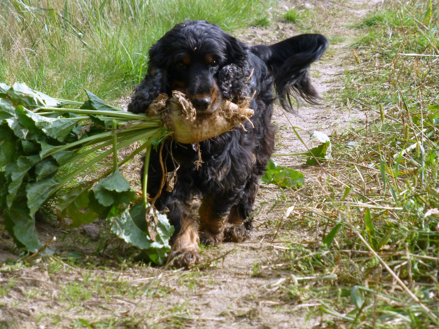 Veganer Cocker Spaniel