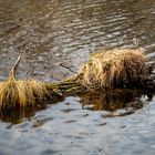 veganer einhornwasserbüffel...