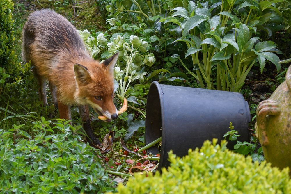 Veganer Fuchs?