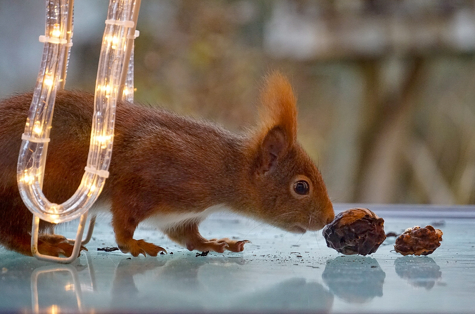 veganer Weihnachtsbraten Foto & Bild eichhörnchen, fütterung, walnuss