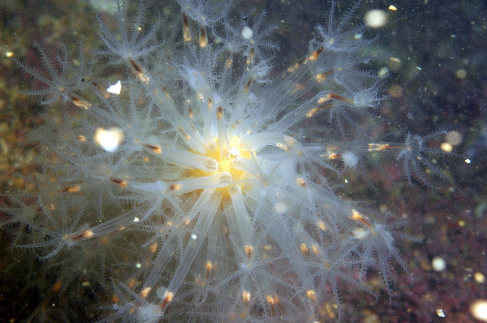 vegetación bajo el mar