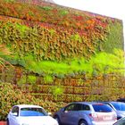 vegetales en pared