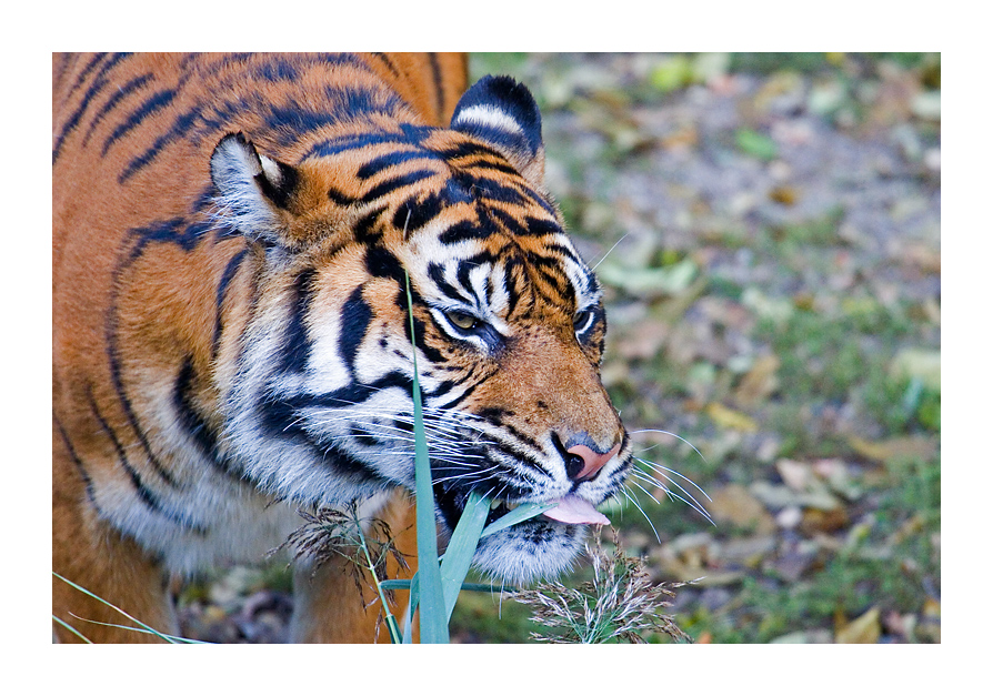 Vegetarian Tiger