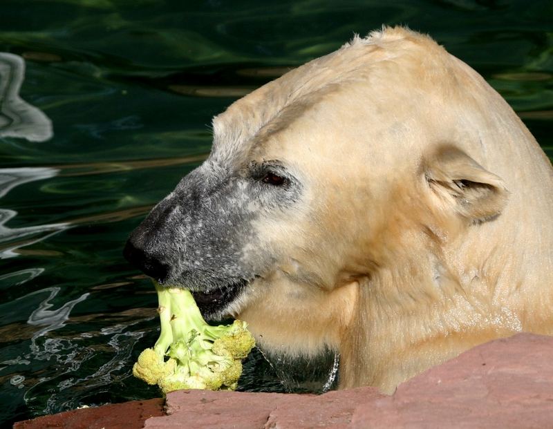 Vegetarier - Ausnahmsweise