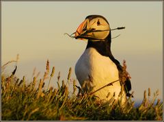 vegetarisch ernähren sich die puffins nicht