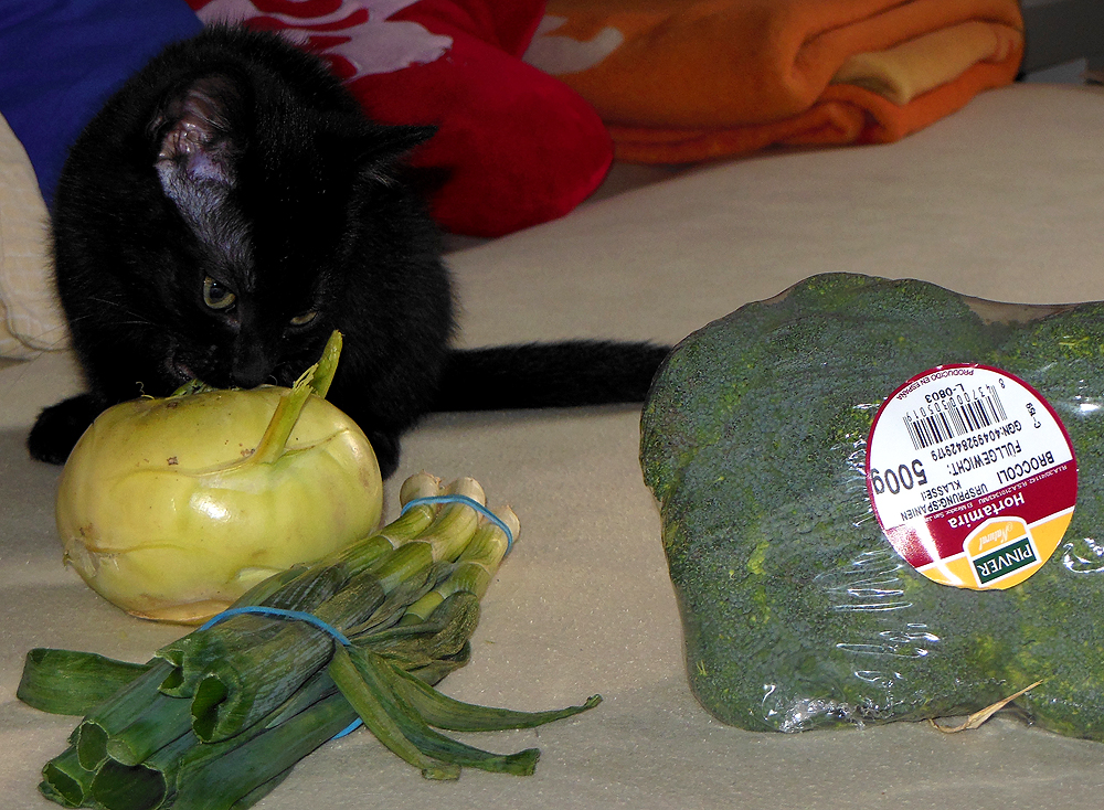 vegetarische Katze :-)