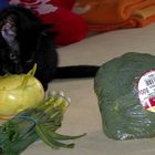 vegetarische Katze :-)