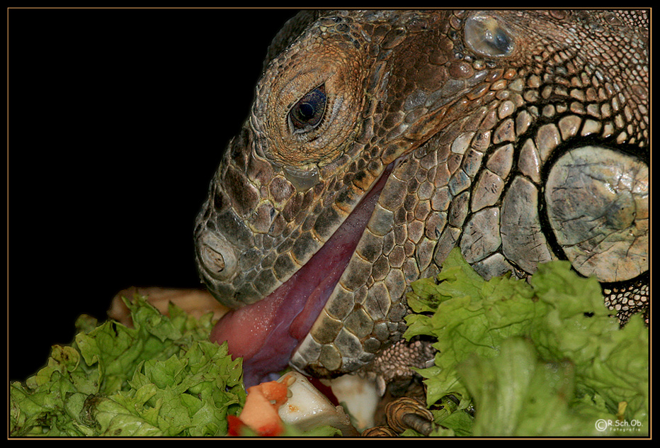 vegetarische Kost