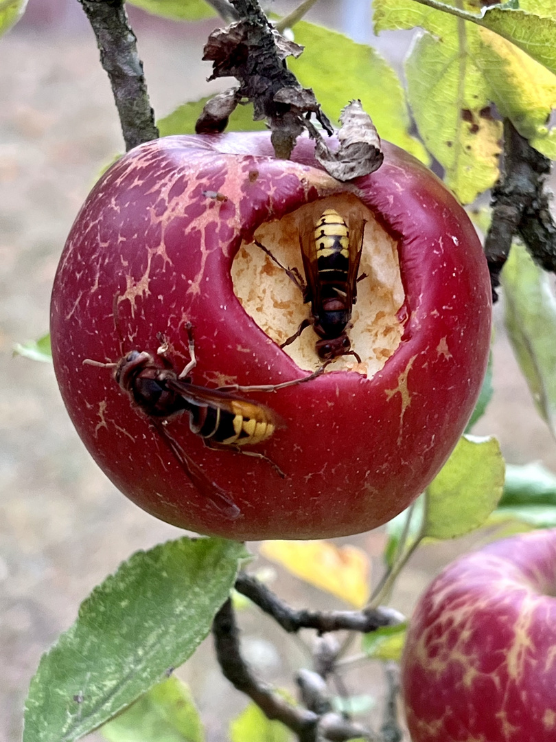 Vegetarische Zwischenmahlzeit zu zweit