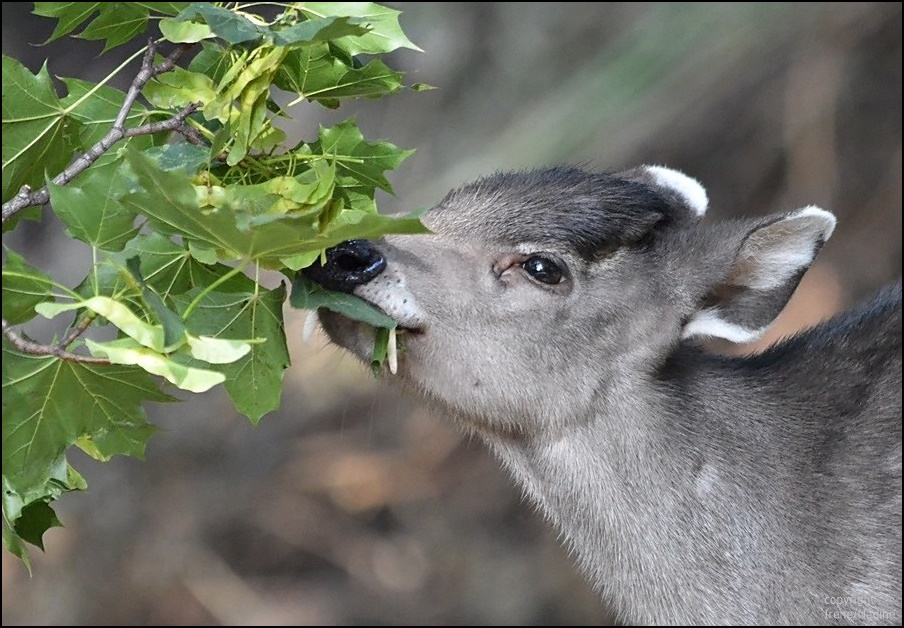 * Vegetarischer Vampir Hirsch *