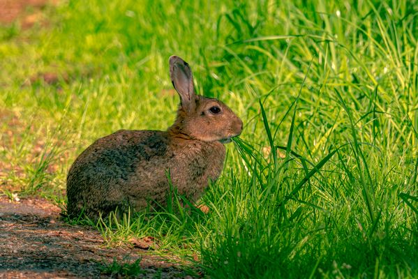 Vegetarisches Frühstück, Kaninchen