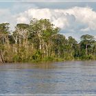 Vegetation am Amazonas-Ufer...............