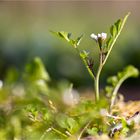 Vegetation am Boden....