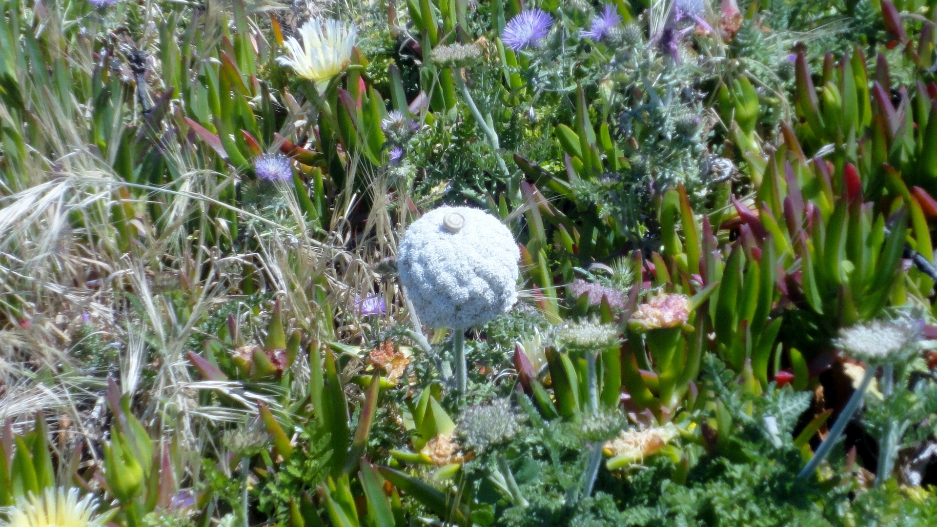 vegetation am cabo da roca