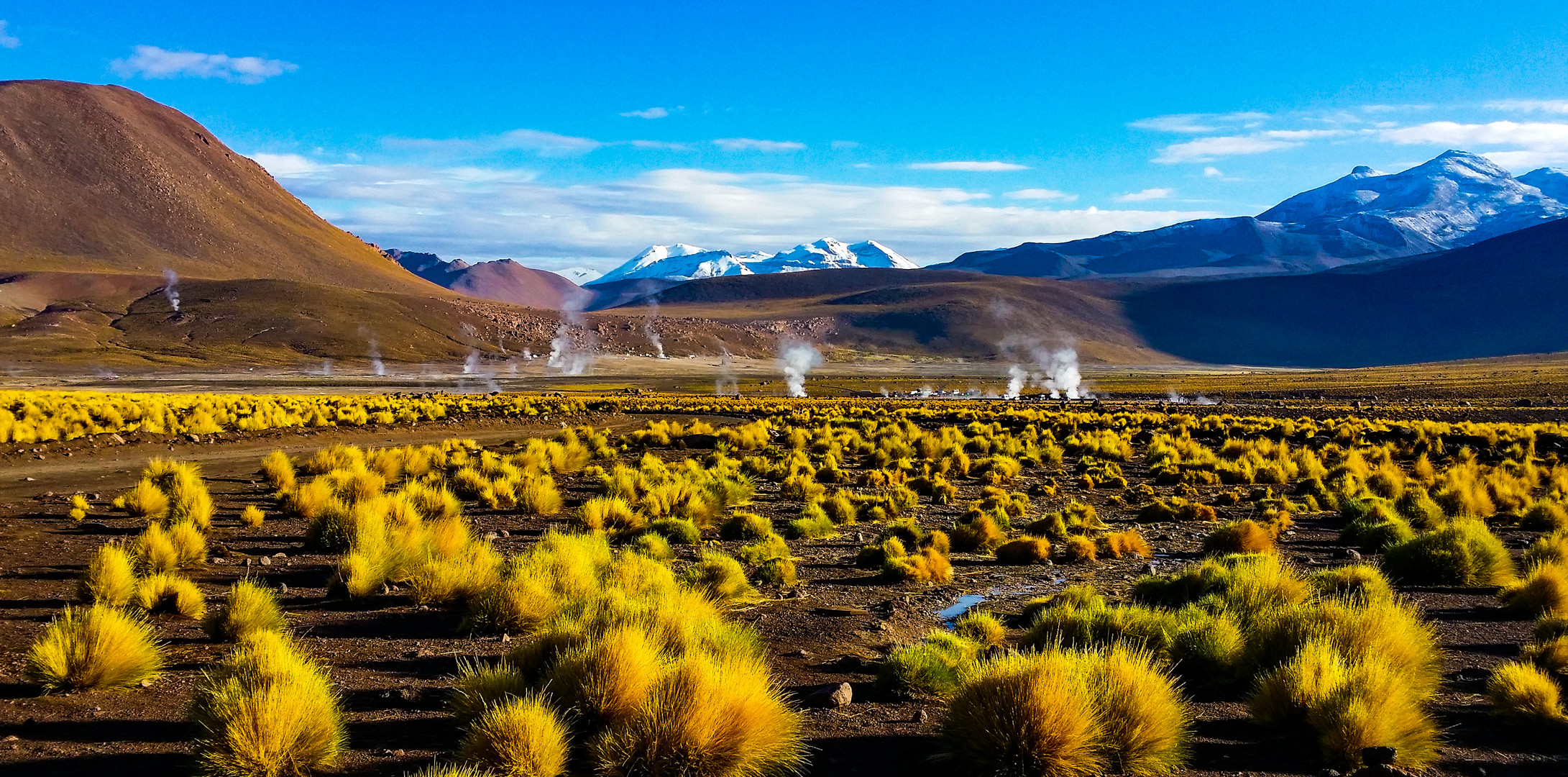 Vegetation am El Tatio