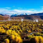 Vegetation am El Tatio