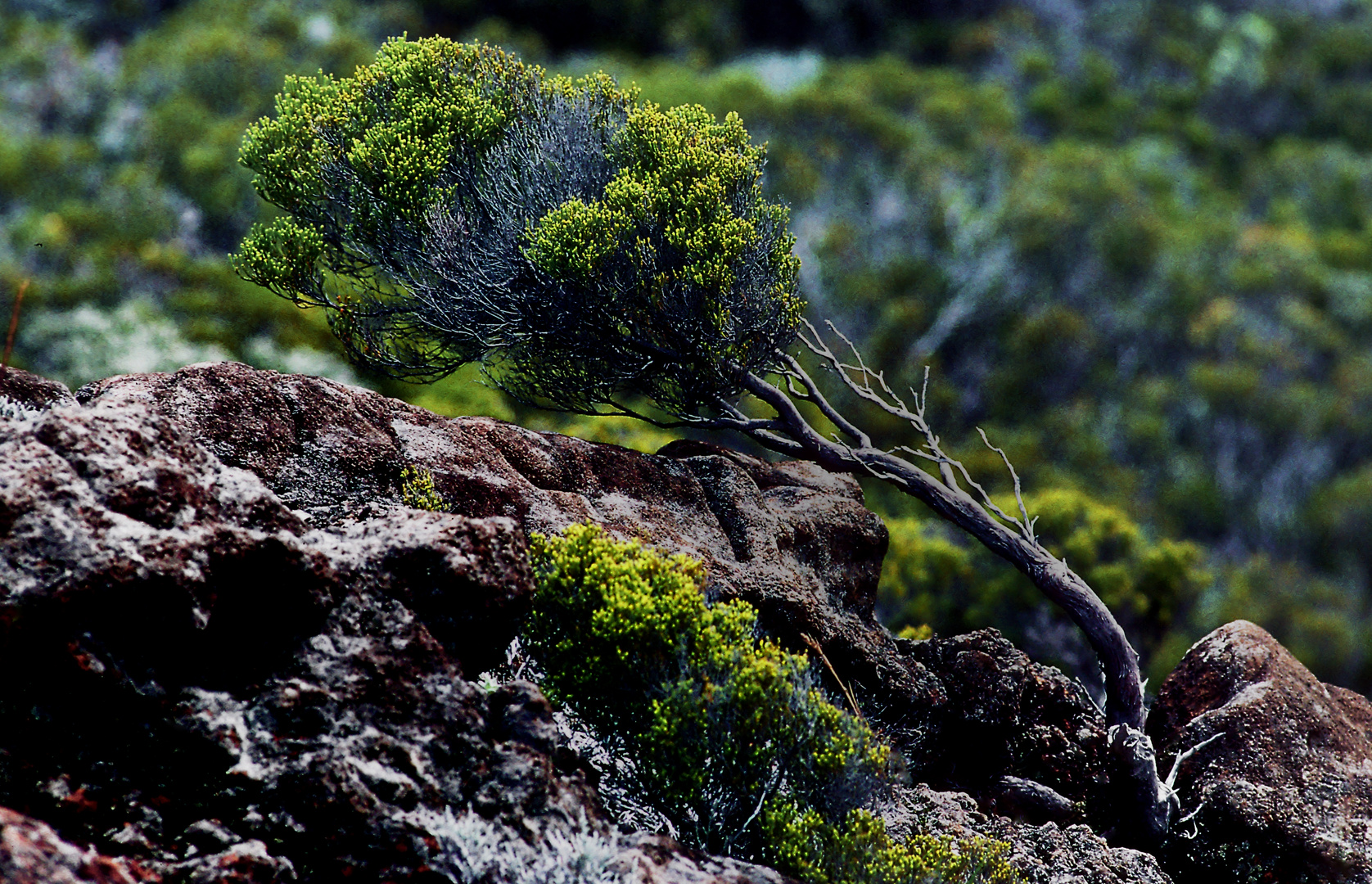 Vegetation am Kraterrand