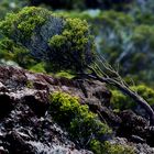 Vegetation am Kraterrand