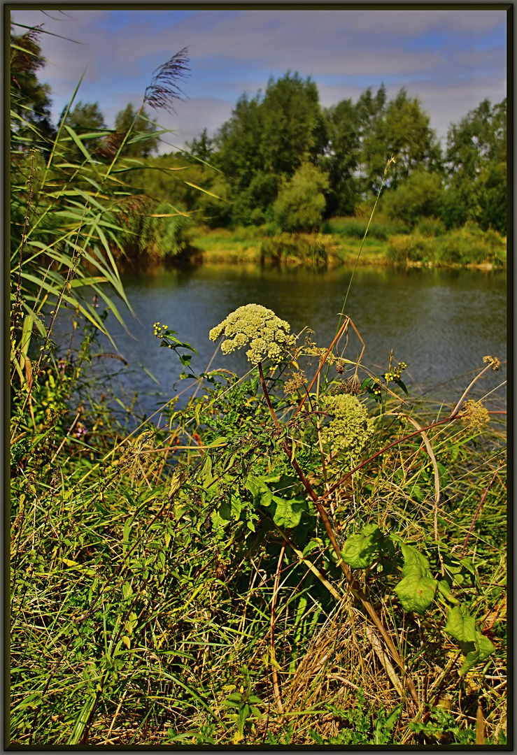 Vegetation am Uferrand