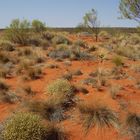 Vegetation am Uluru