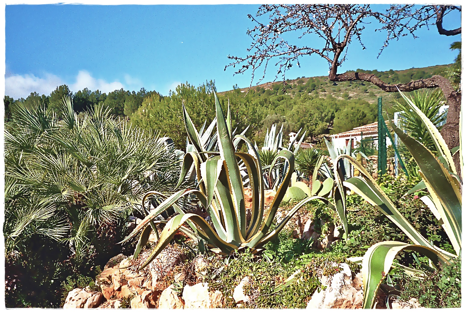 Vegetation an der Costa Blanca