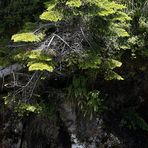 Vegetation an der "Pont d'Espagne"