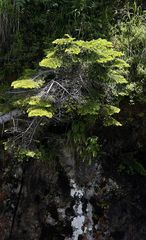 Vegetation an der "Pont d'Espagne"