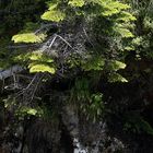 Vegetation an der "Pont d'Espagne"