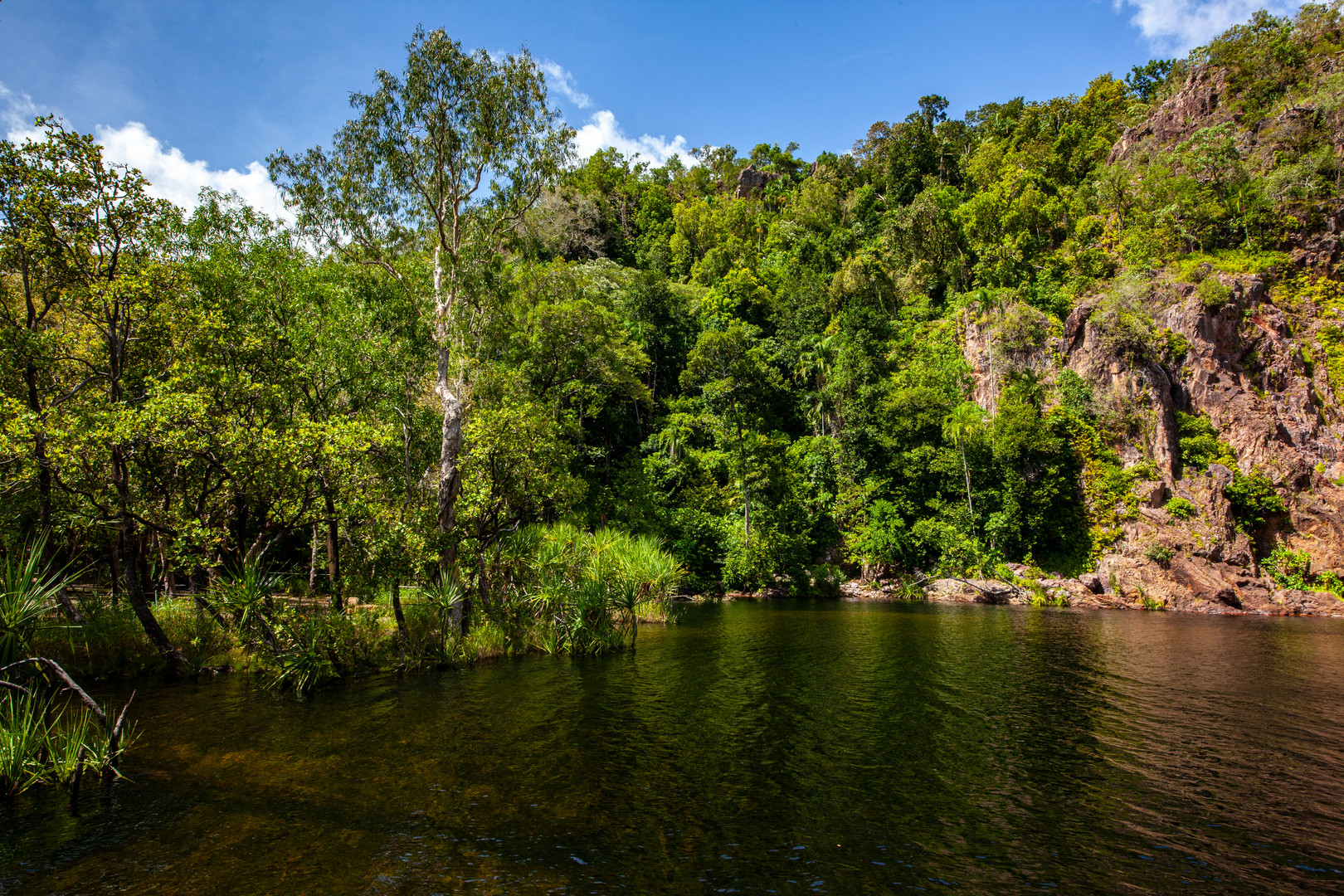 Vegetation At Litchfield Nationalpark