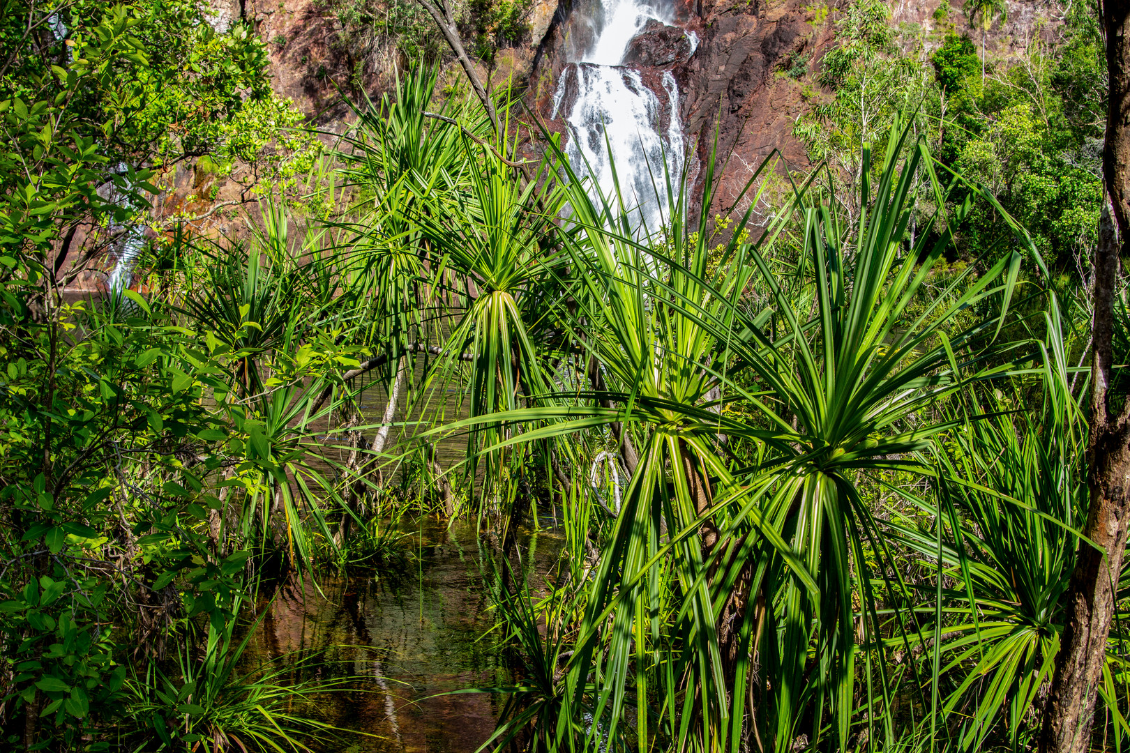 Vegetation At Litchfield Nationalpark