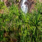 Vegetation At Litchfield Nationalpark