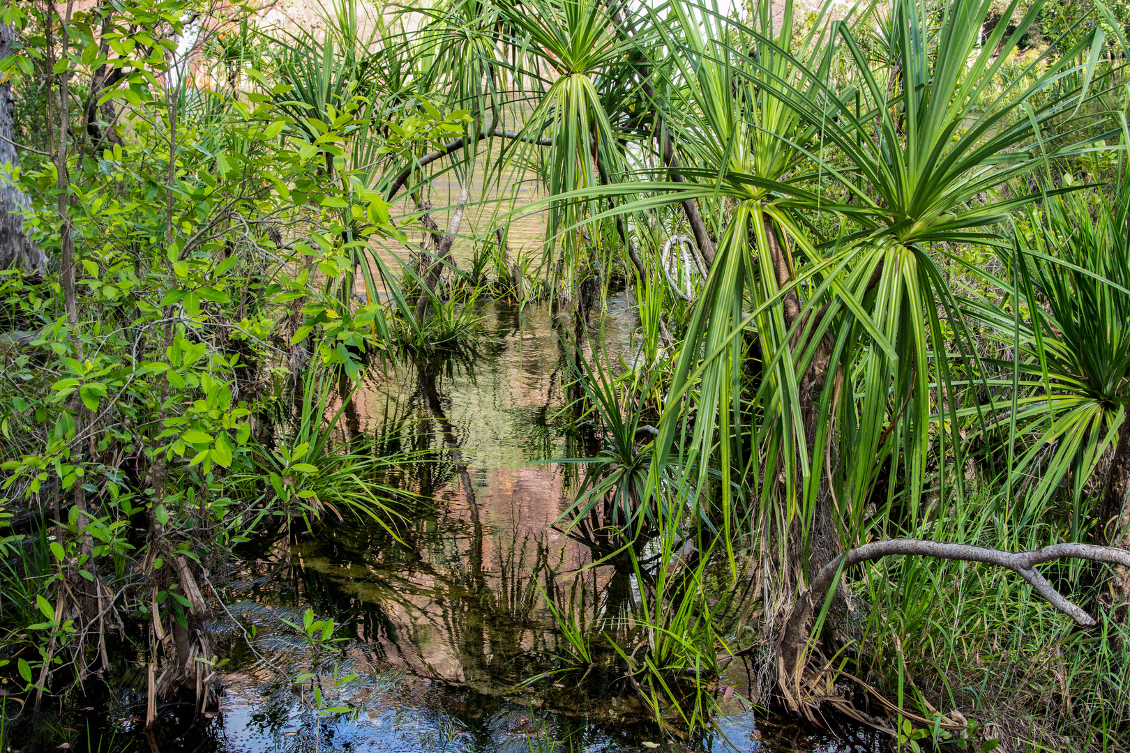 Vegetation At Litchfield Nationalpark