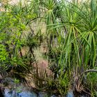 Vegetation At Litchfield Nationalpark