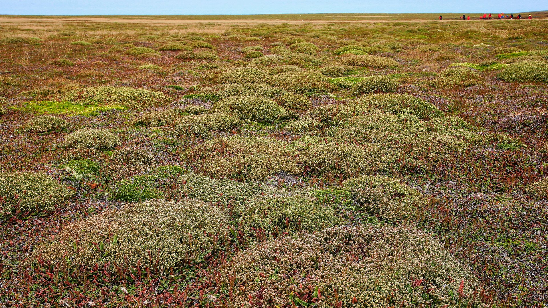 Vegetation auf Barren Island ( Falkland Inseln )