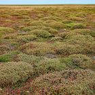 Vegetation auf Barren Island ( Falkland Inseln )