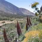 Vegetation auf ca. 2000 m