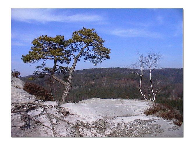 Vegetation auf dem Gamrig - Sächsische Schweiz