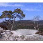 Vegetation auf dem Gamrig - Sächsische Schweiz