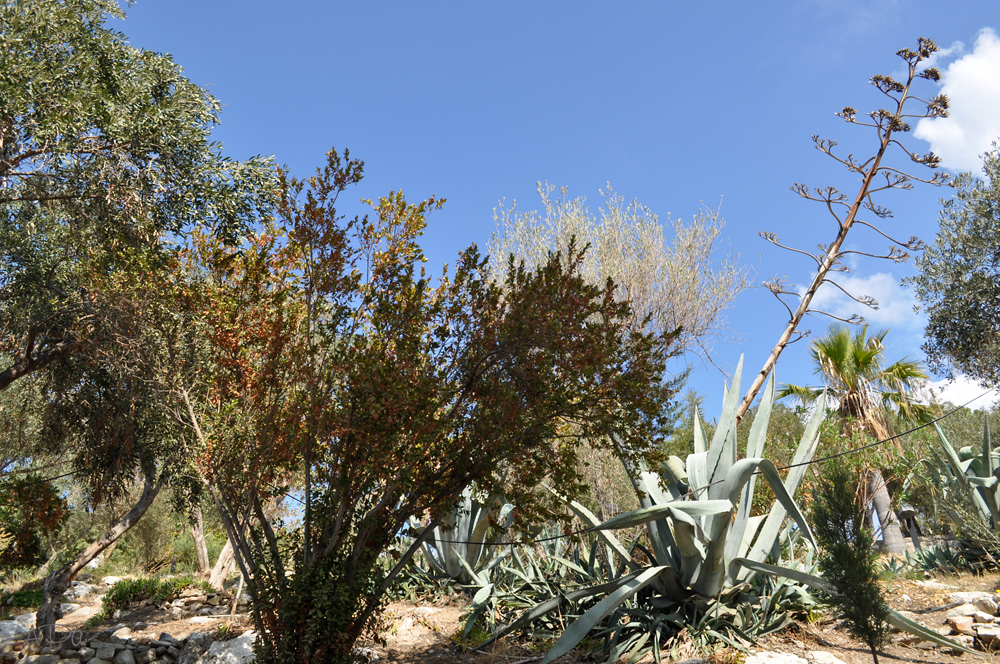 Vegetation auf der Vogelinsel