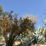 Vegetation auf der Vogelinsel