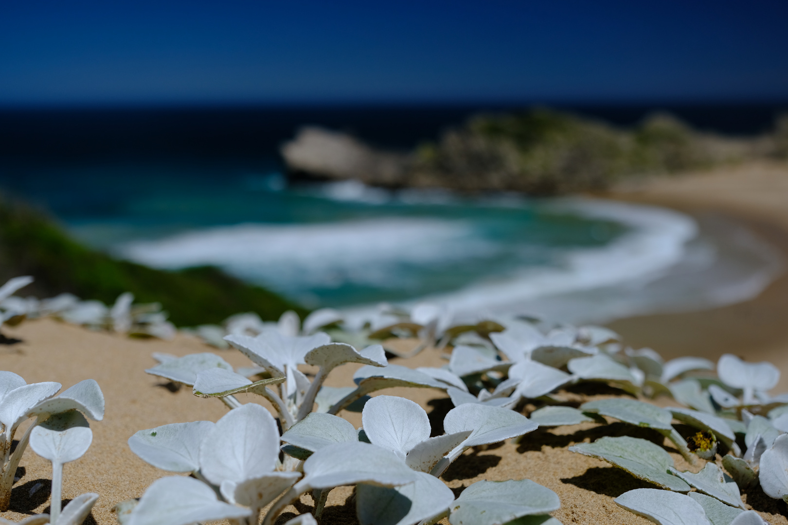 Vegetation auf einer Sanddüne