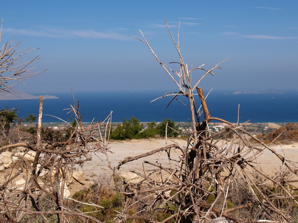 Vegetation auf Kos