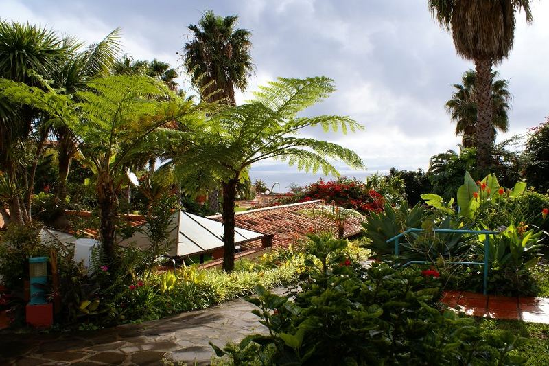 Vegetation auf Madeira