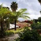 Vegetation auf Madeira