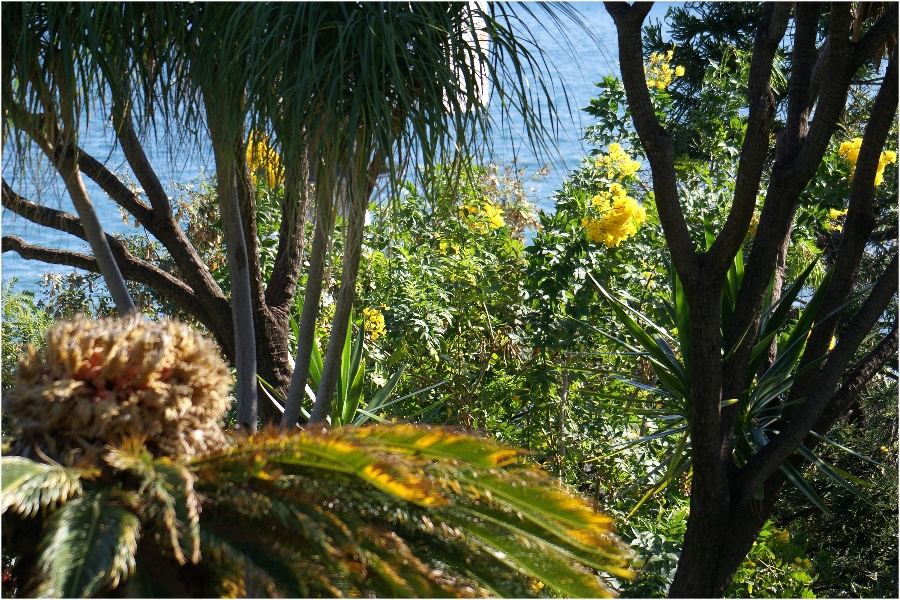 Vegetation auf Madeira II