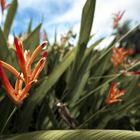 Vegetation auf Mauritius (Weitwinkel)